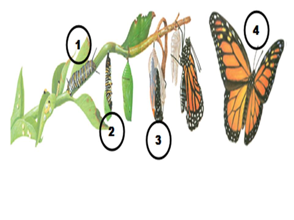 41++ Hewan berikut yang mengalami metamorfosis sempurna adalah a ayam b belalang c jangkrik d katak release